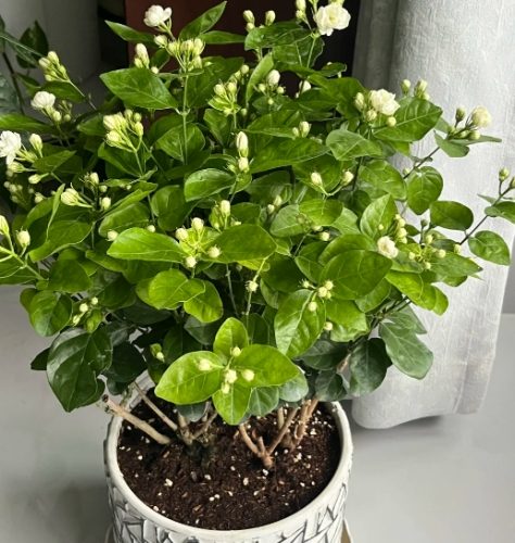開花方法