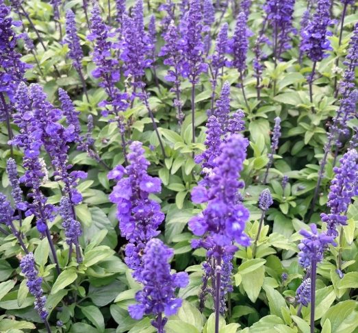 薰衣草養護 薰衣草養護