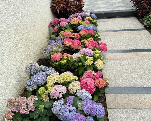 繡球花養護