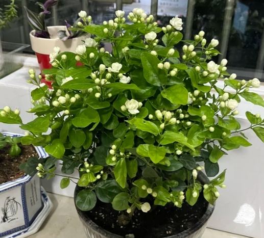 加速開花