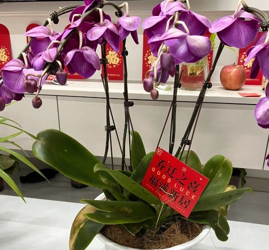蘭花養護