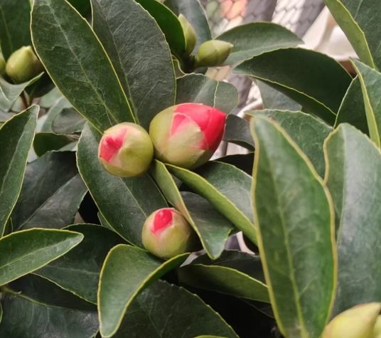 茶花不開花 茶花不開花