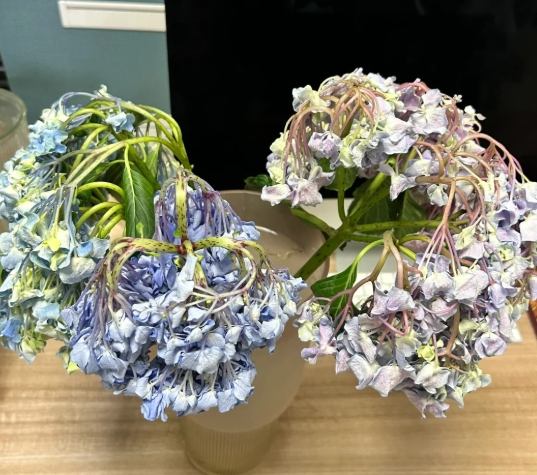 繡球花養護