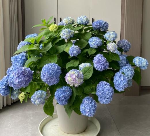 繡球花室內養護 繡球花室內養護
