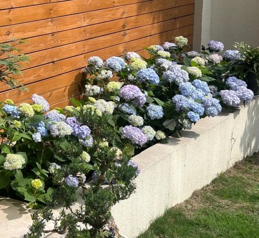 繡球花分類