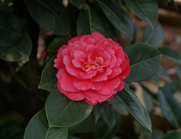 茶花日照需求