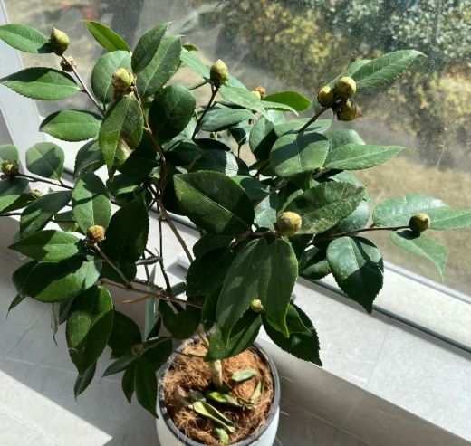 茶花不開花 茶花不開花