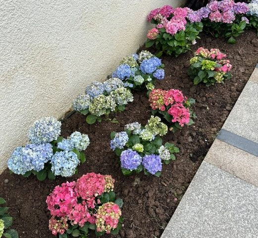 繡球花種植方法