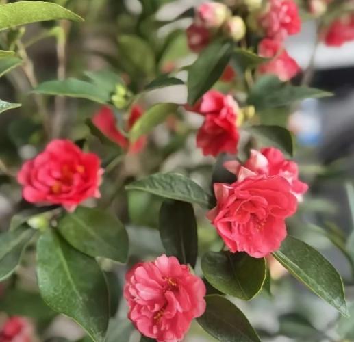 茶花種植技巧