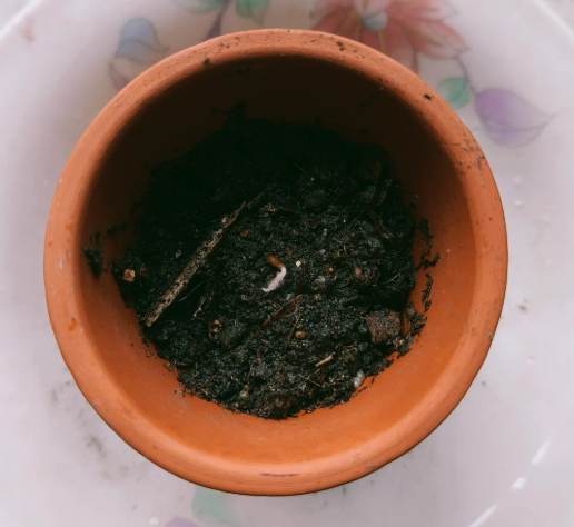 種子快速發芽