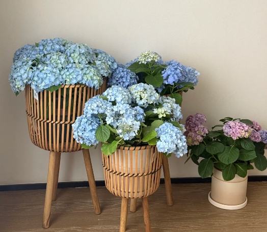 繡球花養護