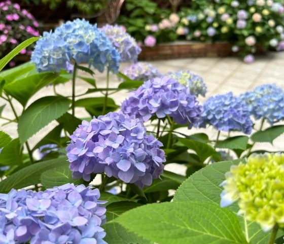 繡球花分類