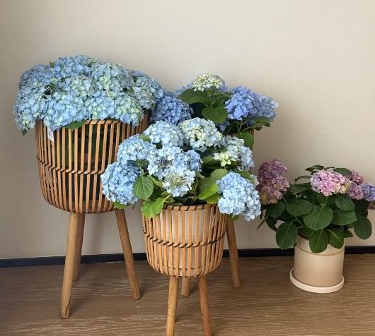 繡球花室內養護 繡球花室內養護