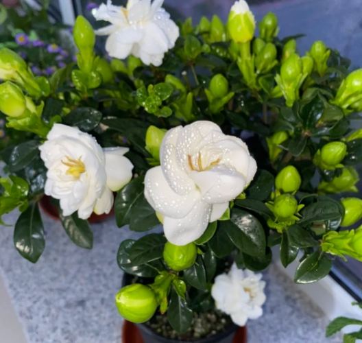 開花方法