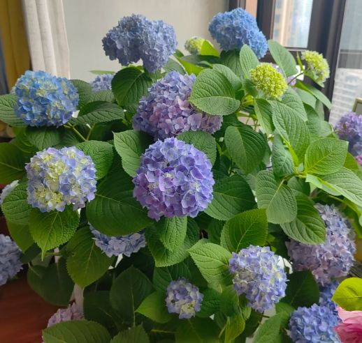 绣球花开花 绣球花开花
