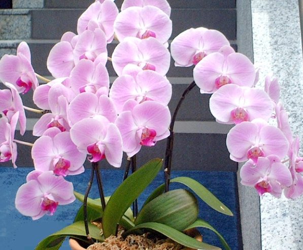 蘭花介質 蘭花介質