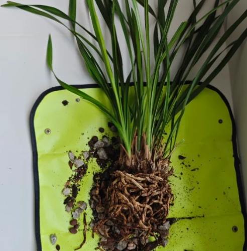 蘭花種植技巧