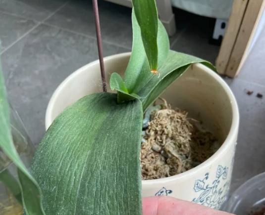 蘭花葉子變軟