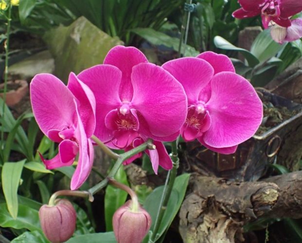蘭花種植 蘭花種植