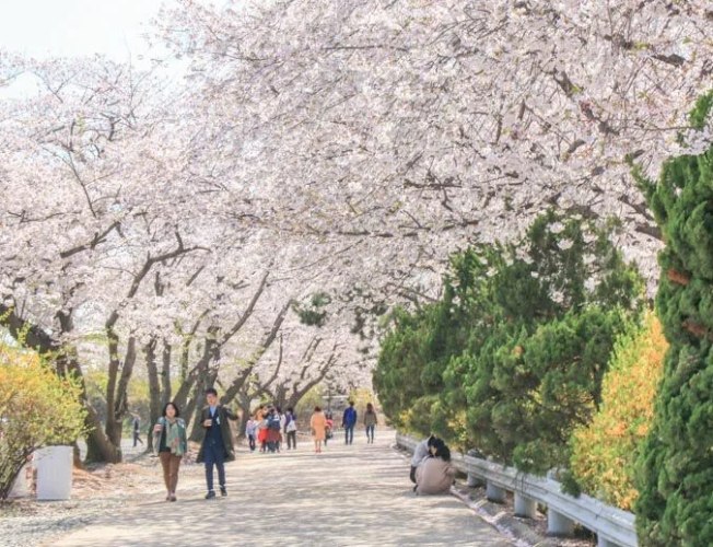 仁川賞櫻 仁川賞櫻