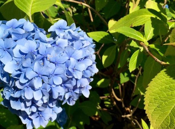 藍色繡球花栽培 藍色繡球花栽培