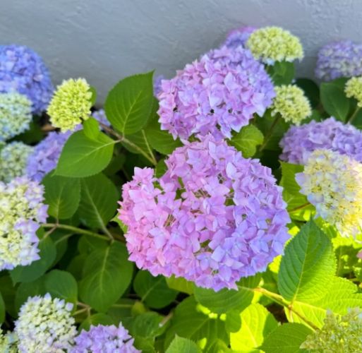 繡球花養護