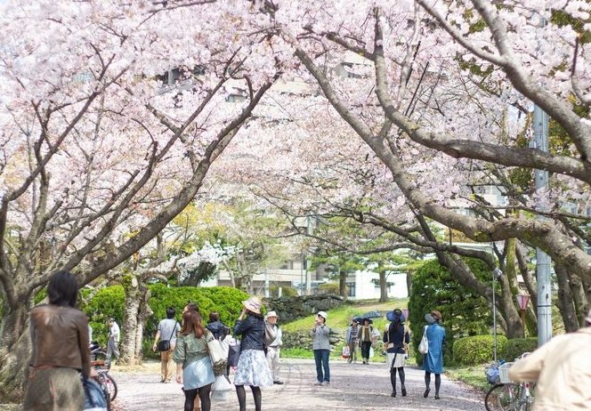 仁川賞櫻 仁川賞櫻