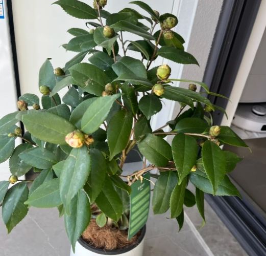 花卉問題解決 花卉問題解決