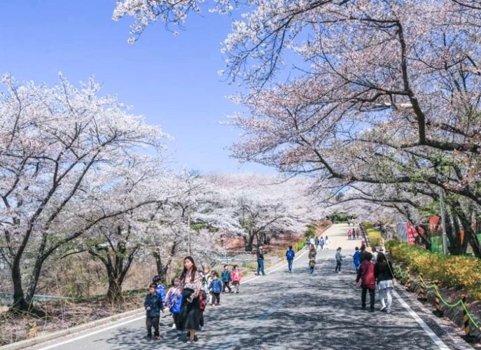 仁川櫻花季節 仁川櫻花季節