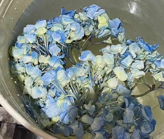 繡球花復活方法