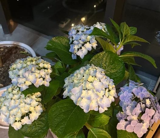 室內繡球花照顧 室內繡球花照顧