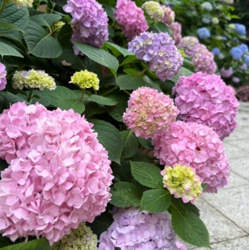 繡球花種植