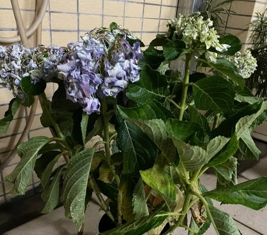繡球花復活方法