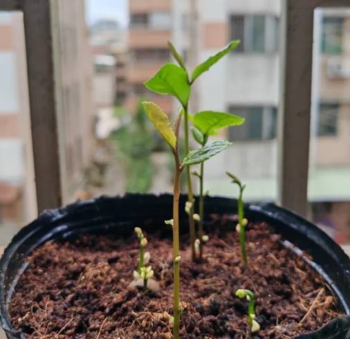茶花種子發芽