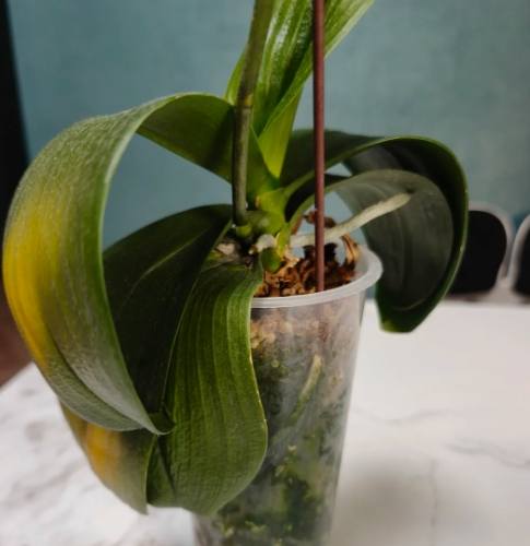 植物葉子問題