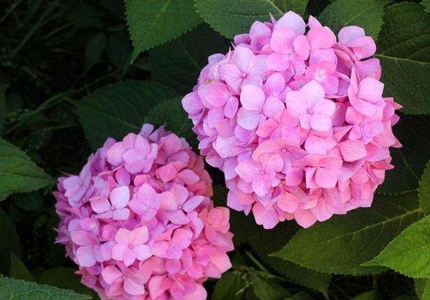 繡球花