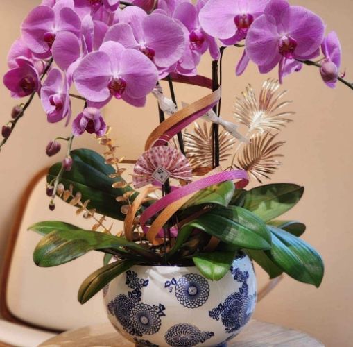 蘭花養護 蘭花養護