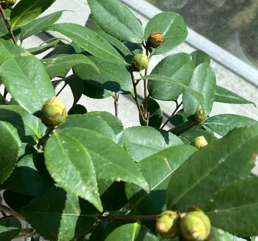 茶花養護 茶花養護