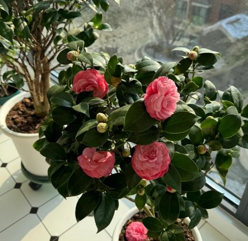 茶花日照需求