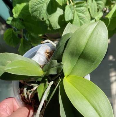 蘭花分株技巧 蘭花分株技巧