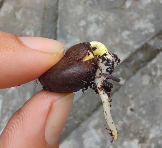 茶花種植方法