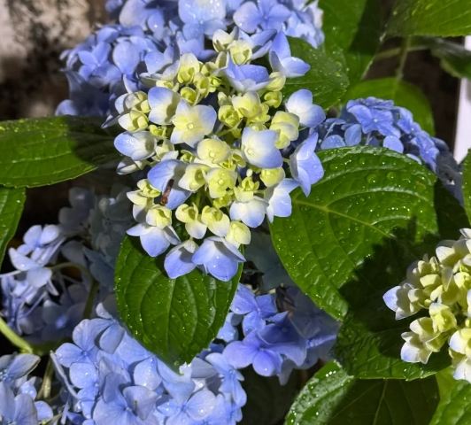 繡球花養護