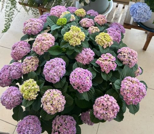 繡球花養護