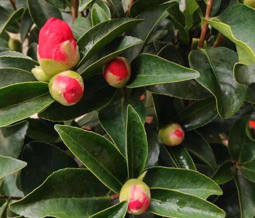 茶花養護 茶花養護