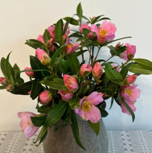 茶花全日照
