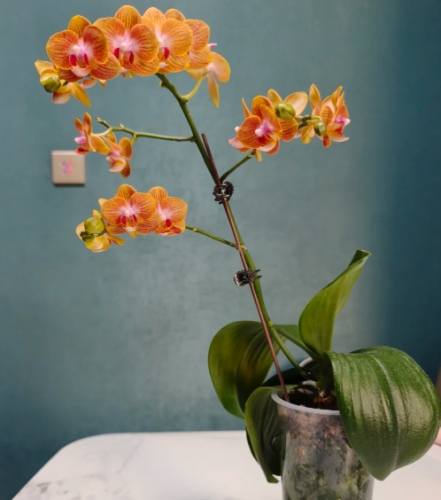 蘭花葉子變軟