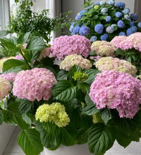 室內繡球花照顧 室內繡球花照顧