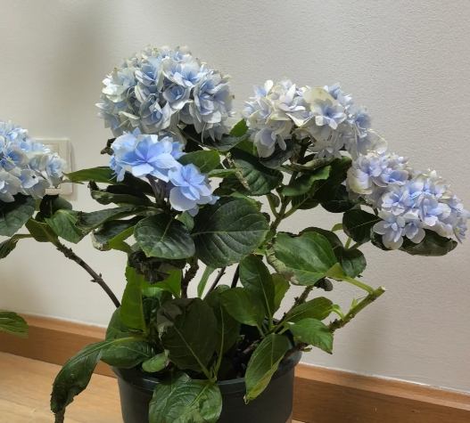 繡球花養護