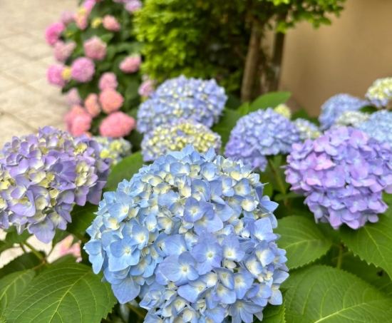 繡球花種植