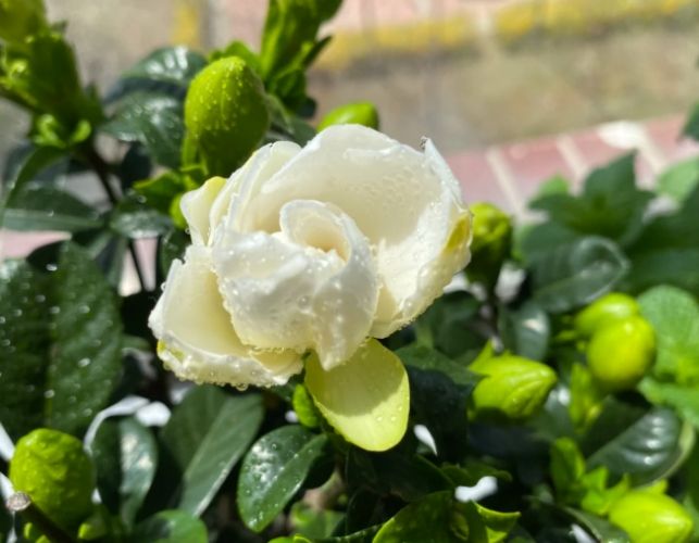 植物開花促進